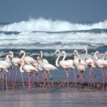 flamingos